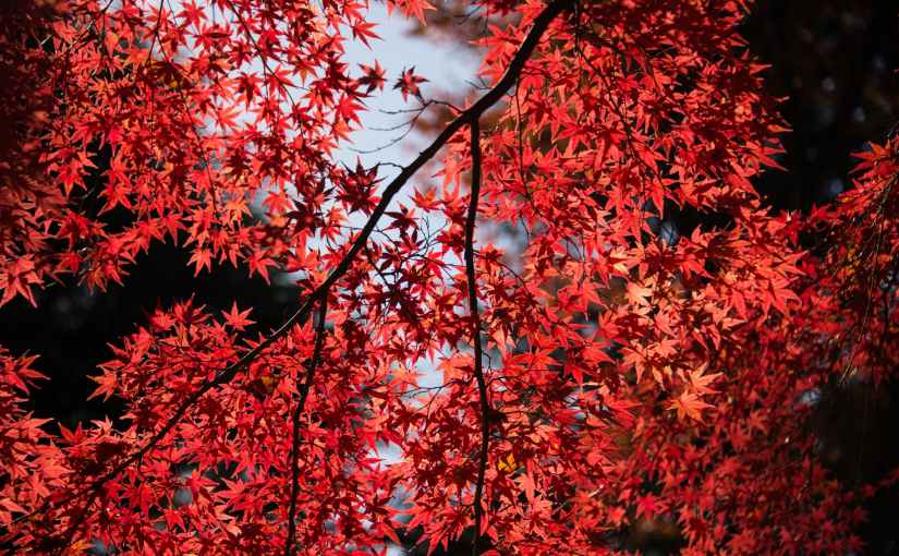 Statement of Solidarity from US Labor Activists in Struggle in&nbsp;Iran.